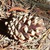 Pine Cone